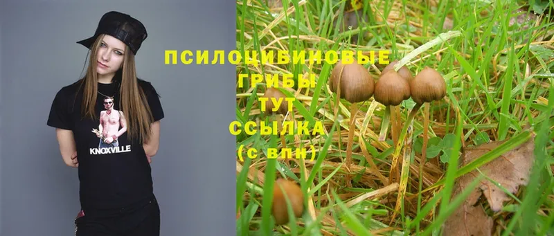 Галлюциногенные грибы MAGIC MUSHROOMS Купино